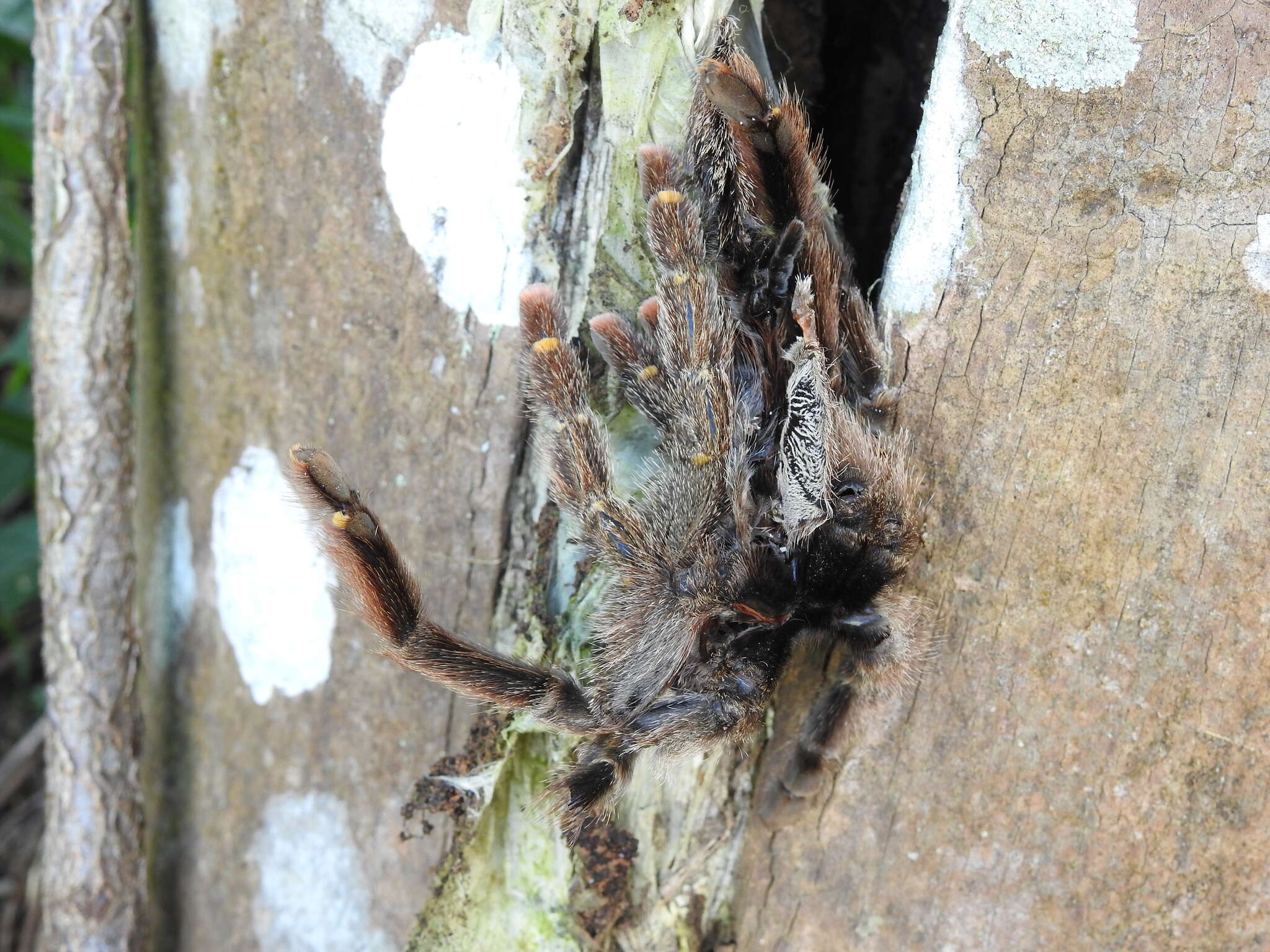 Image of Avicularia rufa Schiapelli & Gerschman 1945