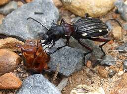 Image of Anthia (Termophilum) decemguttata (Linnaeus 1764)