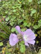 Image de Sidalcea calycosa subsp. rhizomata (Jeps.) S. R. Hill