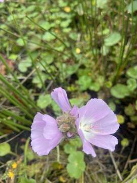 Sivun Sidalcea calycosa subsp. rhizomata (Jeps.) S. R. Hill kuva