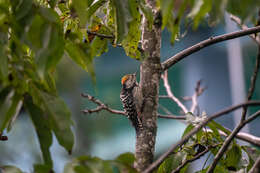Image of Brown-fronted Woodpecker
