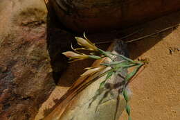 Gladiolus viridiflorus G. J. Lewis resmi