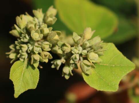 Imagem de Kydia calycina Roxb.