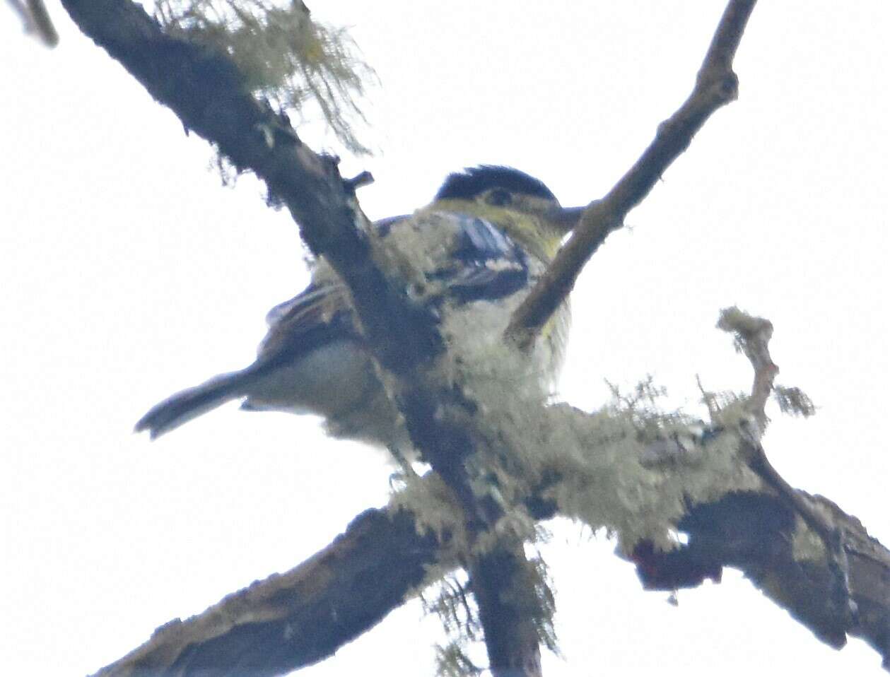 Plancia ëd Pachyramphus versicolor (Hartlaub 1843)