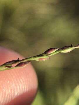 Image of fall panicgrass