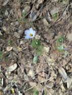 Image of mustang clover