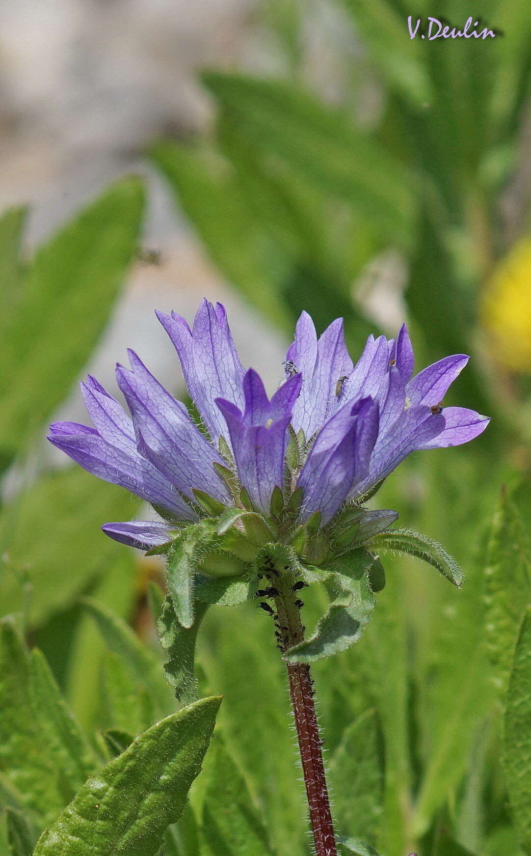 Imagem de Campanula lingulata Waldst. & Kit.