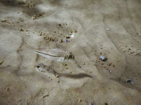 Image of Banded Toadfish