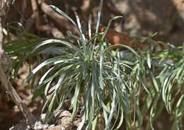 Слика од Convolvulus argyrothamnos W. Greuter