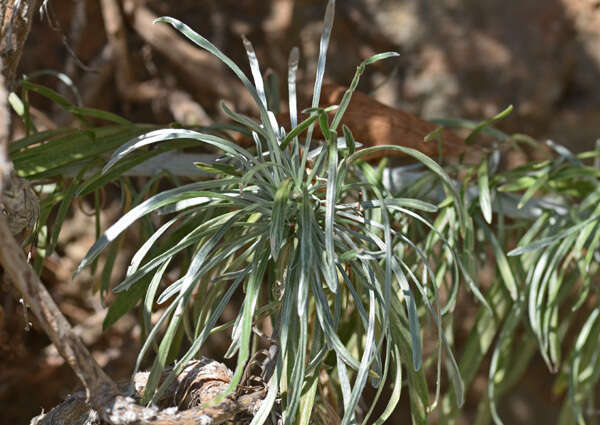 Слика од Convolvulus argyrothamnos W. Greuter