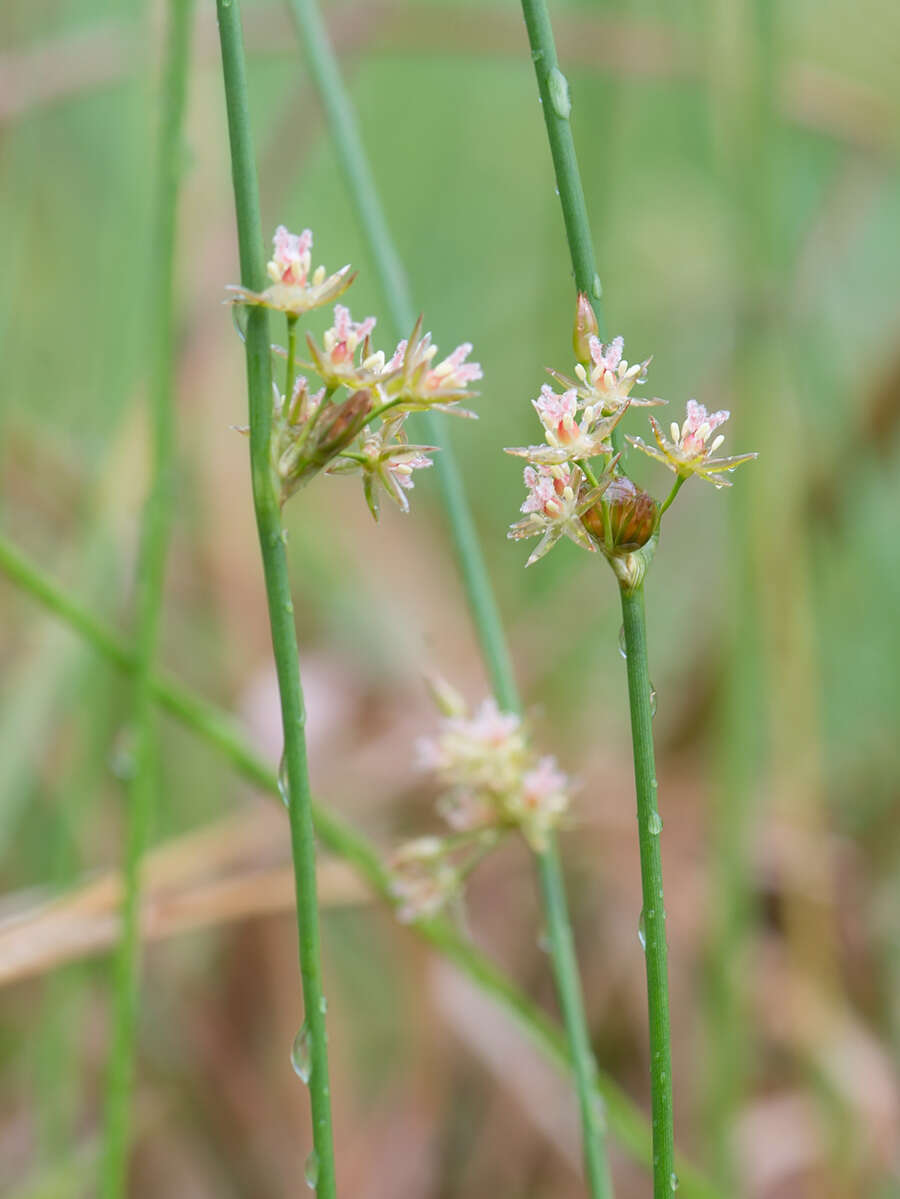 صورة Juncus filiformis L.