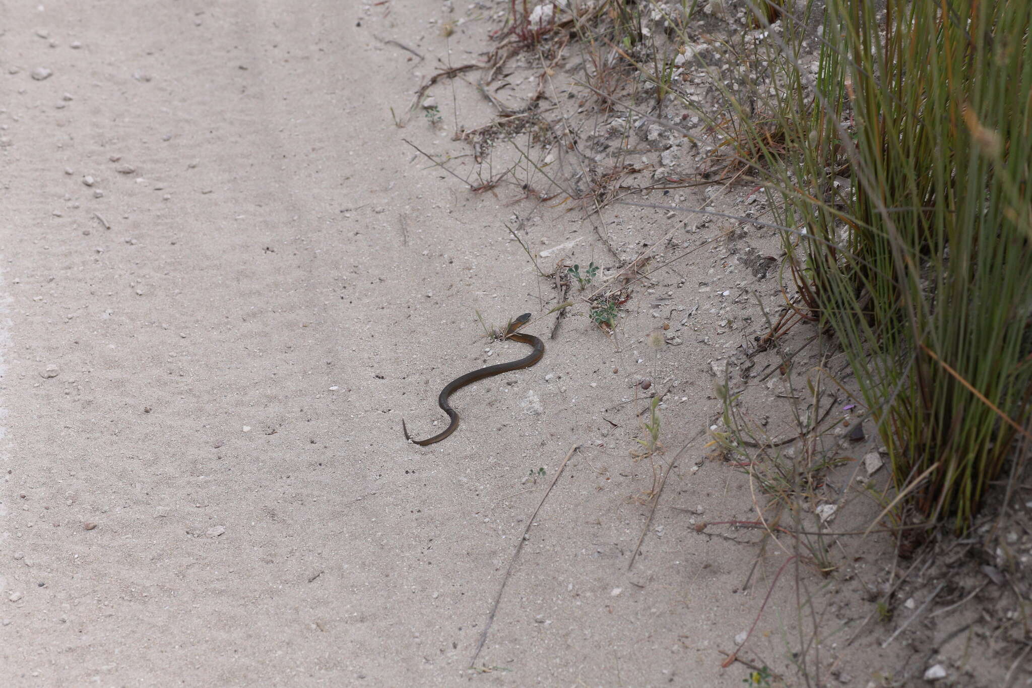 Image of Crowned Snake