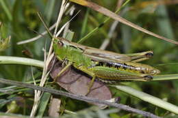 Image of Pseudochorthippus montanus (Charpentier 1825)