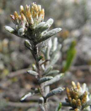 Image of Metalasia tenuifolia DC.