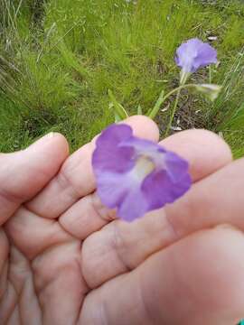 Imagem de Mimulus gracilis R. Br.