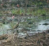 Image of Motacilla tschutschensis tschutschensis Gmelin & JF 1789