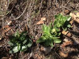 Image of Echeveria mucronata Schltdl.