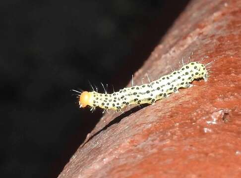 Image de Lithacodia crotopha Swinhoe 1905