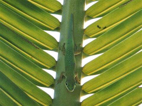 Image of Zanzibar Day Gecko