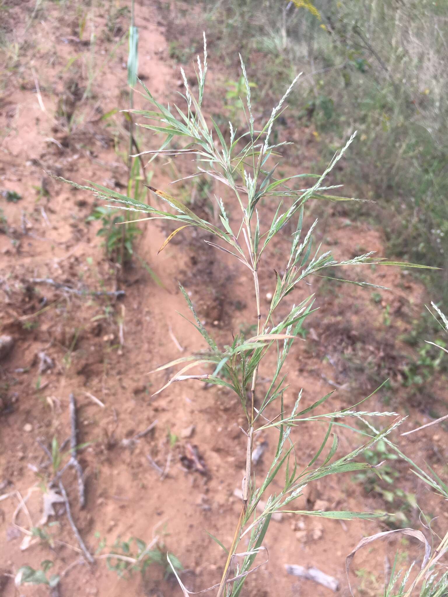 صورة Muhlenbergia glabrifloris Scribn.