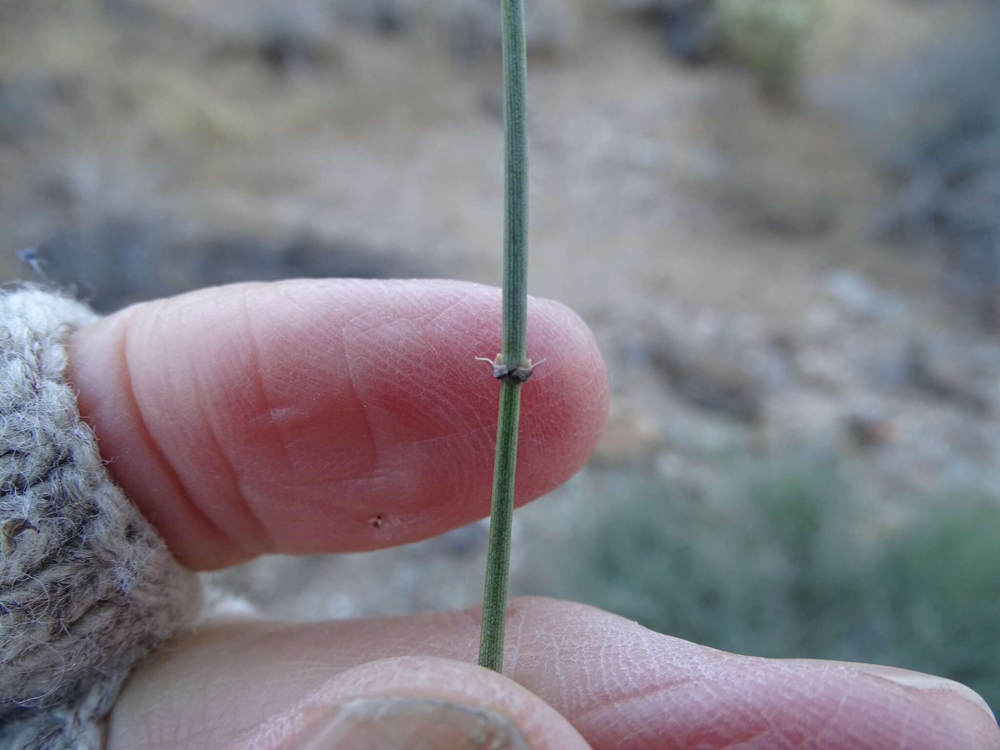 Image of Boundary Ephedra