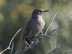 Image of Karoo Scrub Robin