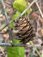 Image of Japanese Larch