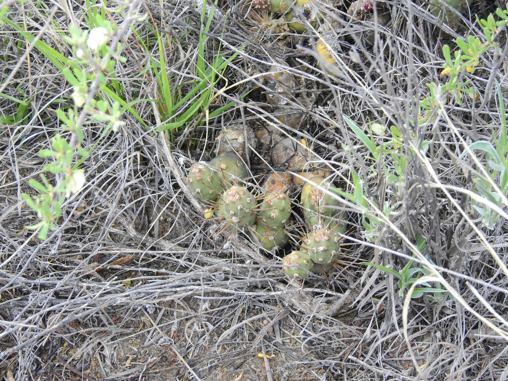 Image of Maihueniopsis glomerata (Haw.) R. Kiesling