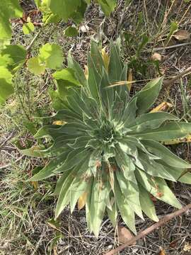 Image of Echium boissieri Steudel