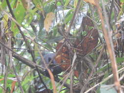 Image of Tufted Antshrike