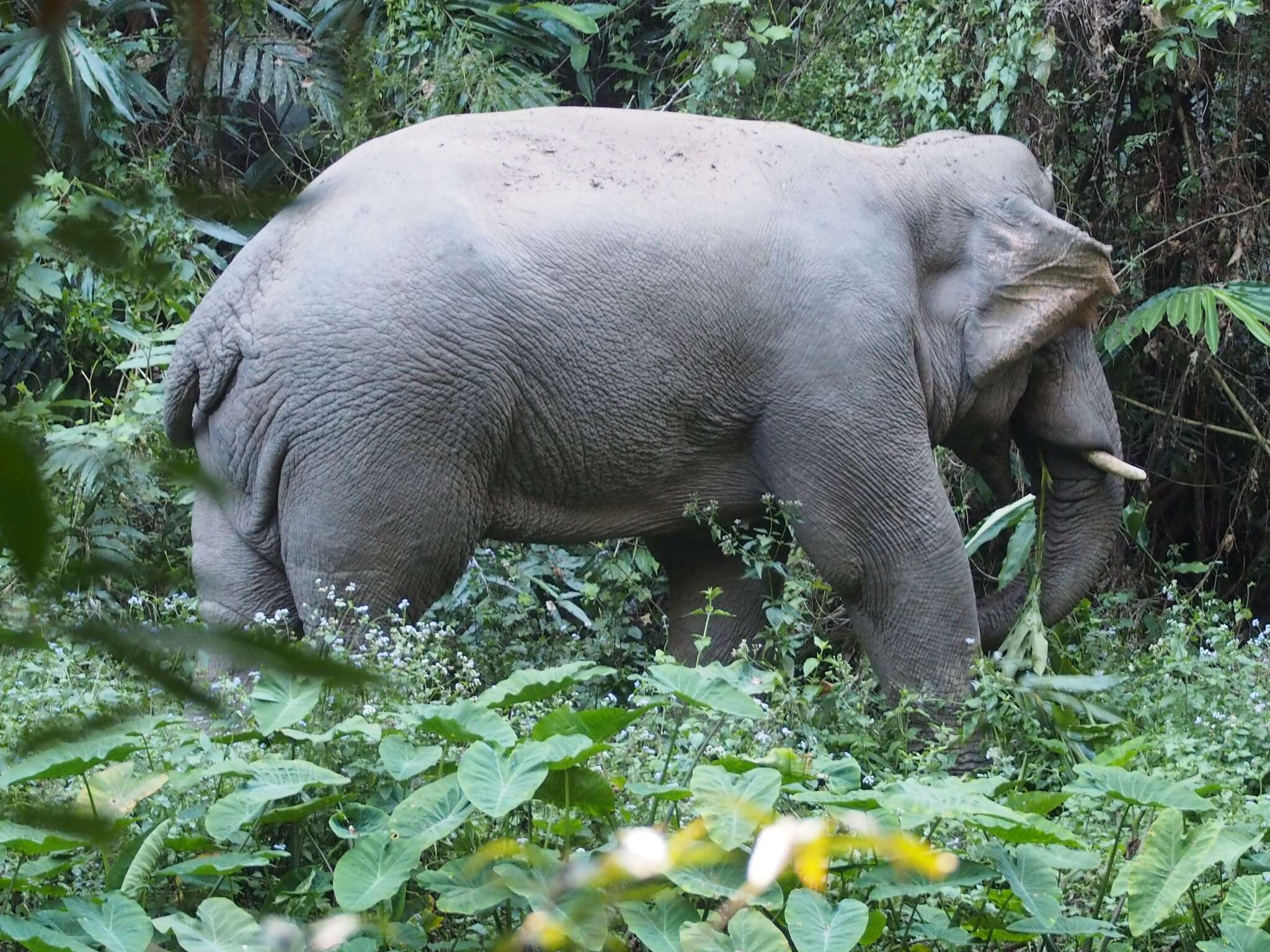 Image of Indian elephant