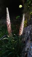 Image of Portuguese Foxglove