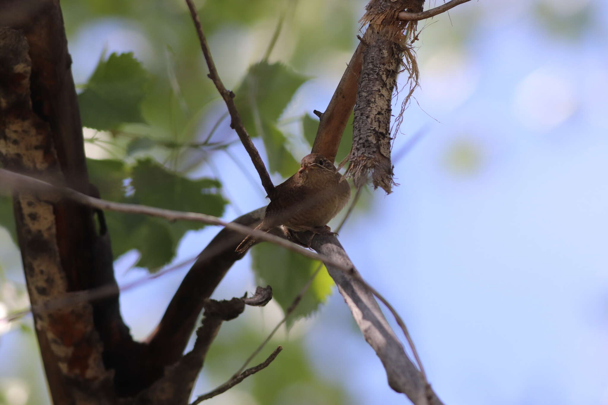 Слика од Troglodytes aedon parkmanii Audubon 1839