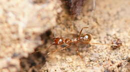 Слика од Aphaenogaster longiceps (Smith 1858)