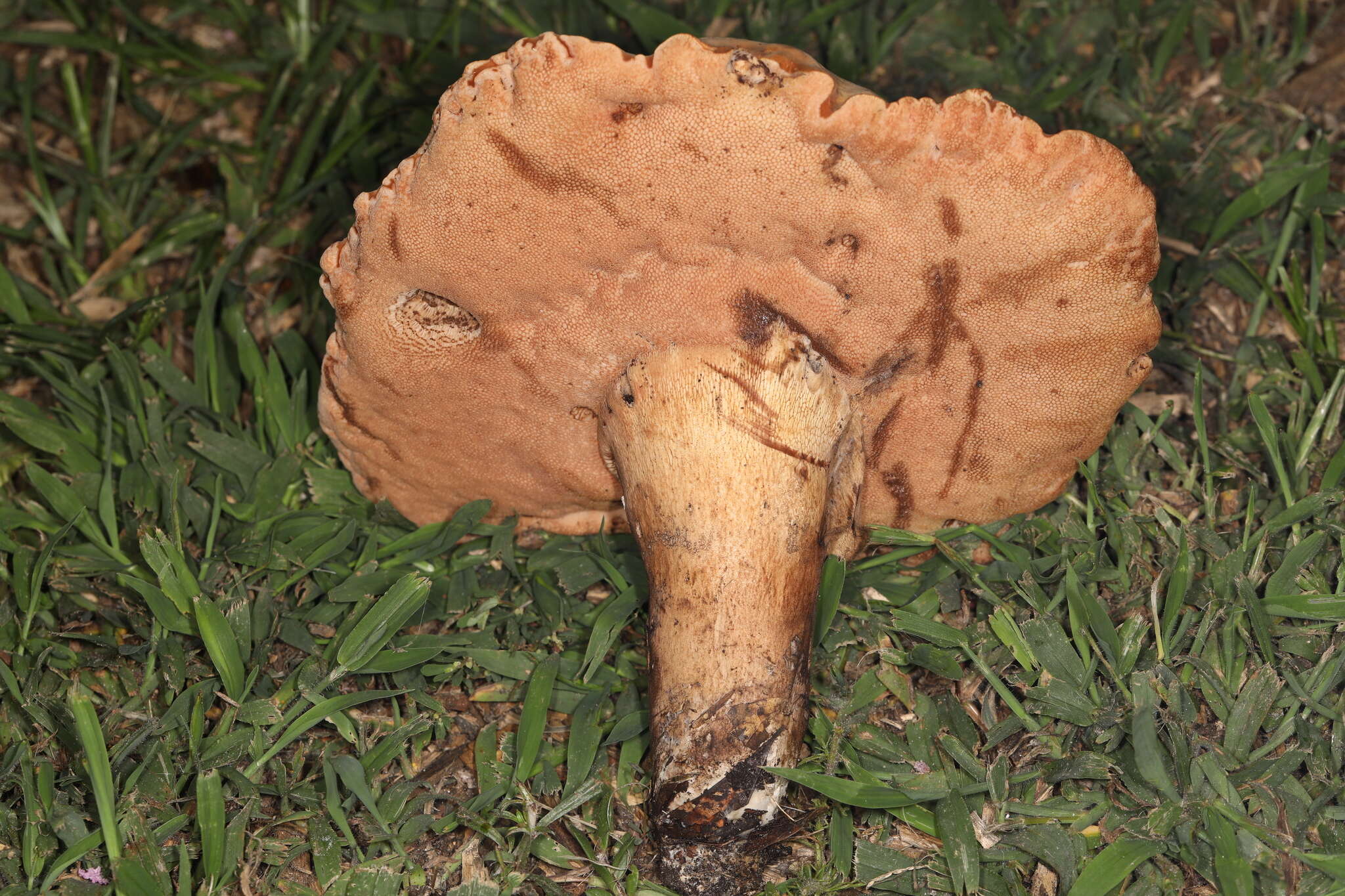 Image of Tylopilus tabacinus (Peck) Singer 1944