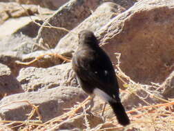 Image of Myrmecocichla monticola monticola (Vieillot 1818)