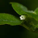 Plancia ëd <i>Streptocarpus kamerunensis</i>