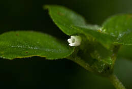 Image of <i>Streptocarpus kamerunensis</i>