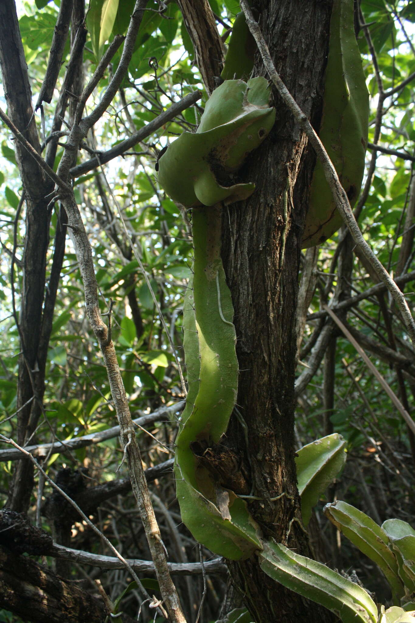 Image of Strophocactus