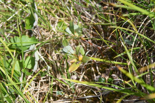 Image of Salix reptans Rupr.