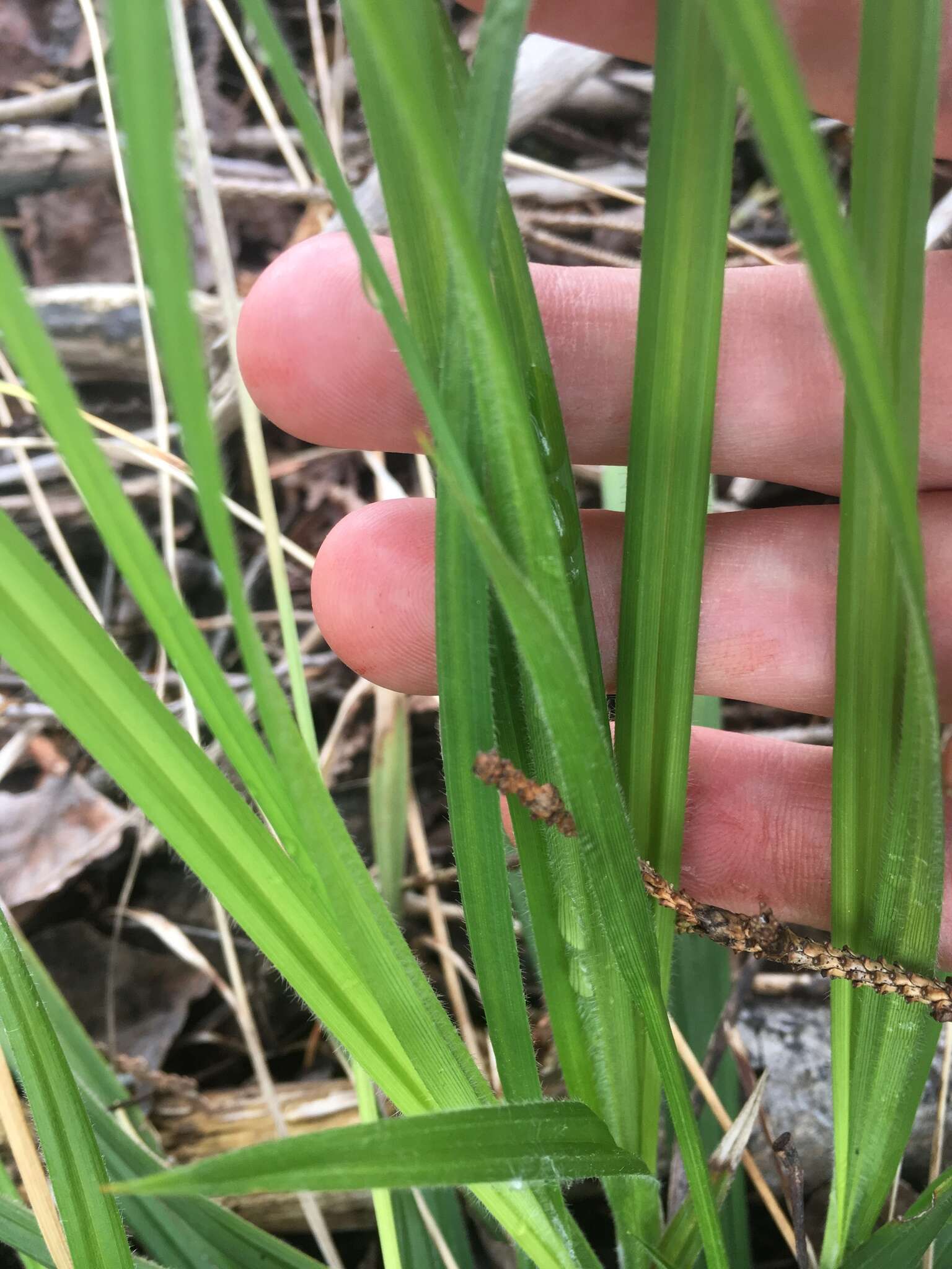 Image of chestnut sedge