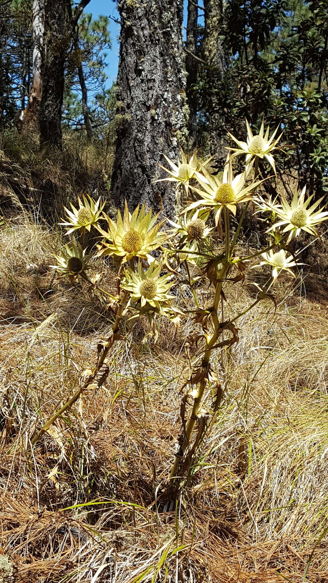 Image of Eryngium cymosum Delar.