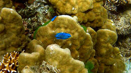 Image of Black damselfish