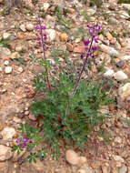 Plancia ëd Lupinus hirsutissimus Benth.