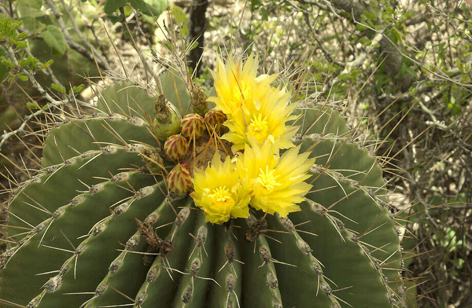Image of Emory's barrel cactus