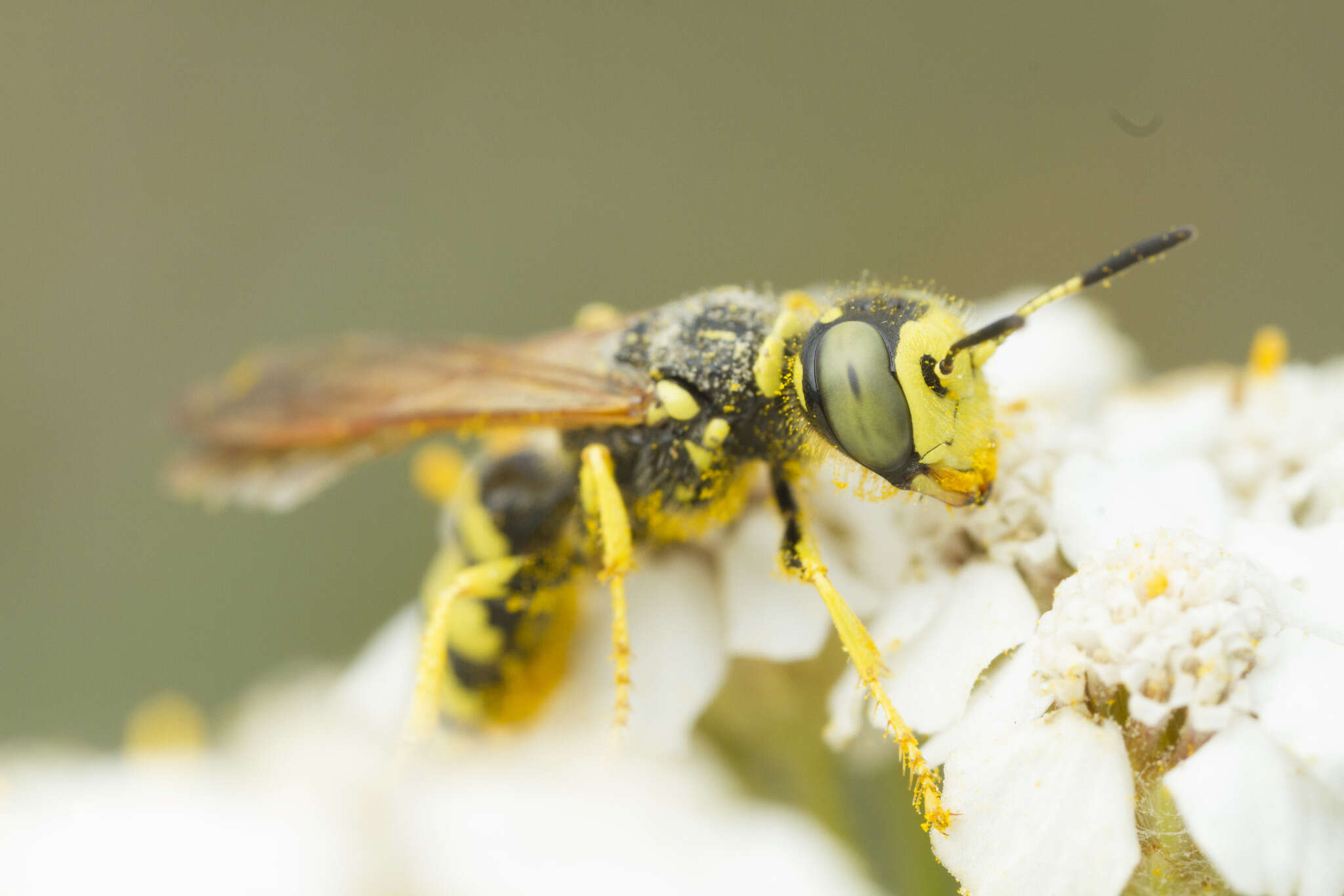 Image of Philanthus crabroniformis F. Smith 1856