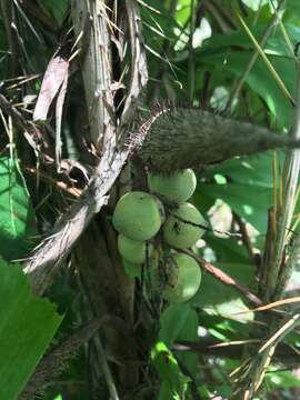 Sivun Bactris caryotifolia Mart. kuva