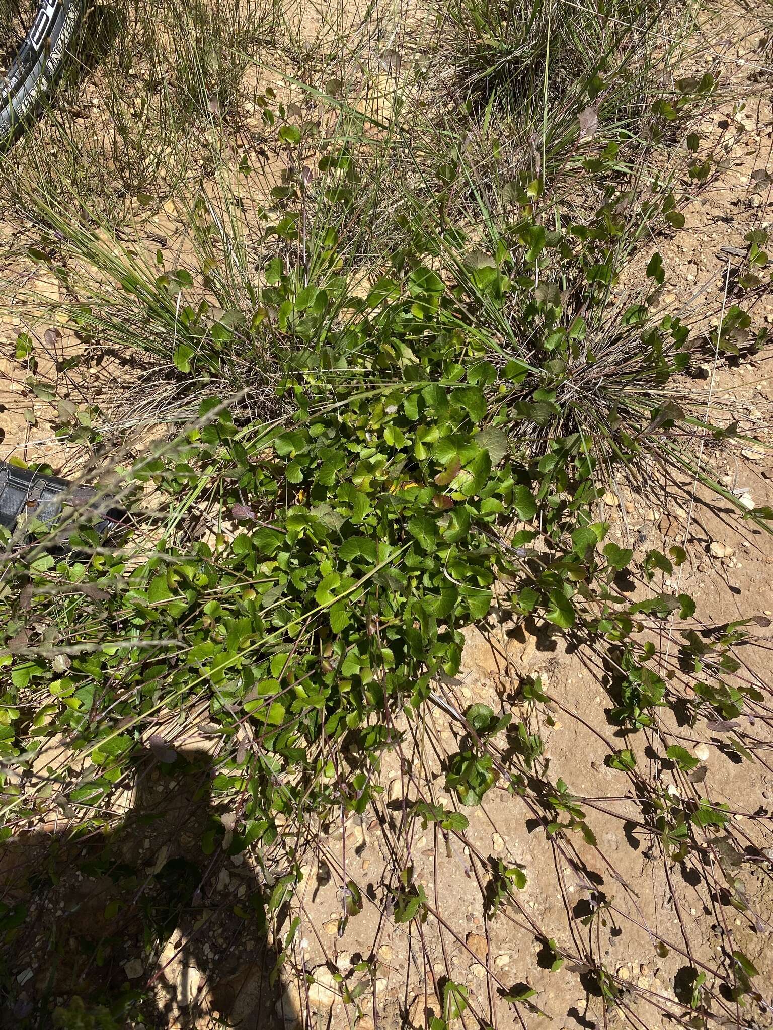 Image of Centella eriantha (Rich.) Drude