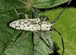 Image of Prosopocera (Paralphitopola) maculosa (Pascoe 1858)