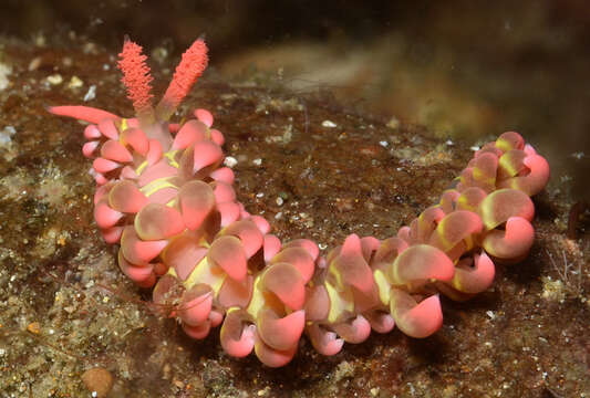 Image of Limenandra barnosii Carmona, Pola, Gosliner & Cervera 2014